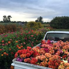 an old pickup truck with flowers in the bed and on the back is a field full of wildflowers