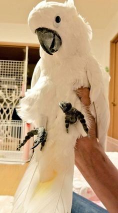 a white parrot sitting on top of someone's hand