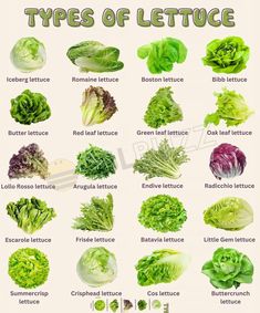 different types of lettuce are shown in this chart with the names and description