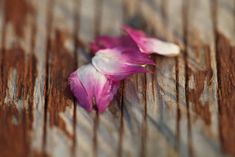 two pink flowers laying on top of a wooden table