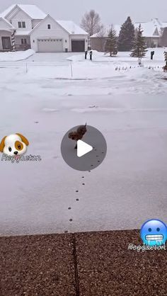 a dog is walking in the snow with his head down and another dog is looking at him