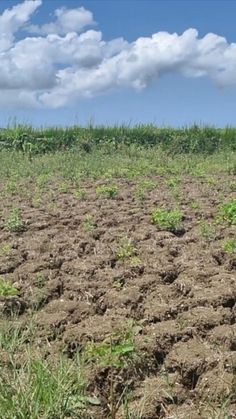 Why are home gardeners growing cover crops? Because they are one of the best ways to affordably and sustainably rehabilitate poor soil. Crop Garden, Soil Fertilizer, Garden Homestead, Garden Cover, Annual Garden, Erosion Control, Garden Planner, Community Garden