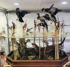 several birds are perched on reeds in an aquarium with water and plants inside it