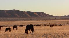 horses graze in an open field with mountains in the background