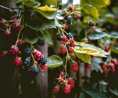 berries growing on the side of a wooden fence