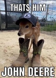 a baby deer wearing cowboy boots with the caption that's him john deere