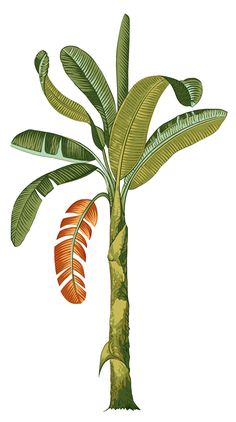 a drawing of a palm tree with orange and green leaves on it's trunk