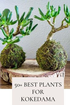 two bonsai trees sitting on top of a tree stump with the words 50 best plants for kokedama