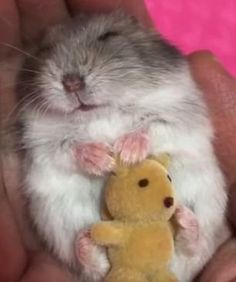 a hamster is holding a small stuffed animal