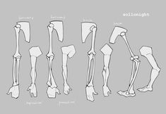 an image of different types of bones