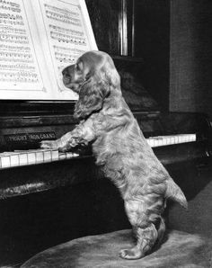 a dog standing on its hind legs playing the piano with music sheets in the background