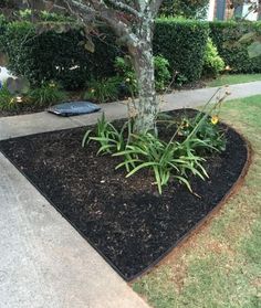 a tree that is sitting in the middle of a yard with some plants growing out of it