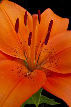 an orange flower with red stamens on it's petals and green leaves