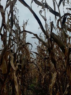 Farm Gothic Aesthetic, Cornfields Aesthetic, Farm Horror Aesthetic, Southern Fall Aesthetic, Creepy Cornfield, Corn Field Aesthetic, Folk Horror Aesthetic, Frontier Aesthetic, Midwestern Gothic Aesthetic