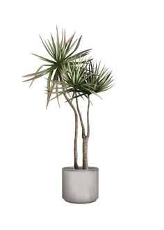 a potted plant is shown on a white background