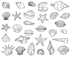 sea shells and starfishs coloring pages for kids to print on the wall or use as