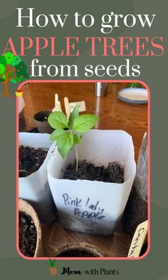 an image of how to grow apple trees from seeds in containers with text overlay that reads, how to grow apple trees from seeds