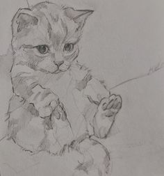 a pencil drawing of a cat sitting on the ground