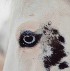 the eye of a white horse with black spots