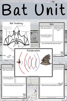 bat unit for kids to learn about bats and how they can help them with their own activities