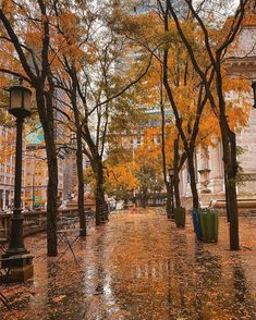 a city street with lots of trees and leaves on the ground