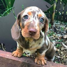 a small brown and black dog sitting on top of a wooden bench next to trees