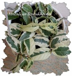 a potted plant with green and white leaves