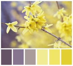 the color scheme is yellow and gray, with some flowers in bloom on it's branches