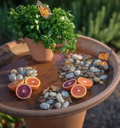 a potted plant sitting on top of a wooden table filled with rocks and fruit