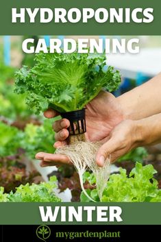 hands holding a plant with the words hydroponics gardening winter