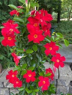 red flowers growing on the side of a stone wall in a garden area with green leaves