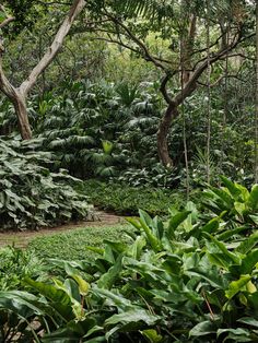 a lush green forest filled with lots of trees and plants next to a dirt road