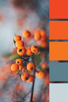 an orange and gray color scheme with berries on the branch in front of it,