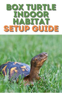 a box turtle in the grass with text overlay that reads box turtle indoor habitat setup guide