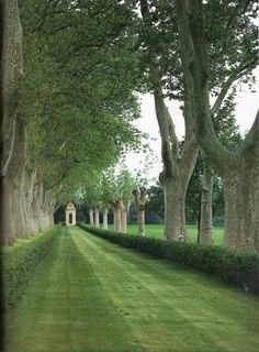 a row of trees on the side of a road with grass and bushes in front of it