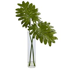 a large green plant in a clear vase