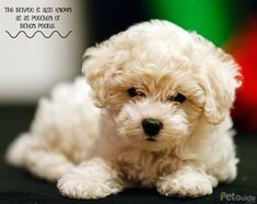 a small white dog sitting on top of a table