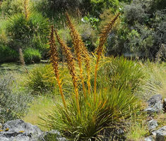 Speargrass Golden Seeds Aciphylla Aurea Seeds Ground Cover Seeds, Free Plants, Herb Seeds, Flowers Perennials, Types Of Soil, Ground Cover