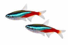 two red and blue fish swimming side by side