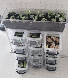 several plastic containers filled with plants on top of a table