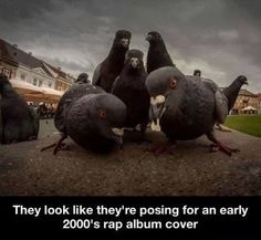 there are many birds sitting together on the ground and one is saying they look like they're posting for an early 2000's rap album cover