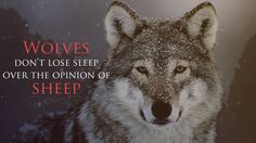 wolves_don_t_lose_sleep_over_the_opinion_of_sheep_by_yesitha92-d92l5na Newtons Third Law, Theoretical Physics, John Wesley, Sunday School Teacher, Social Icons, Methodist Church, Anti Social, New Job, Wolves