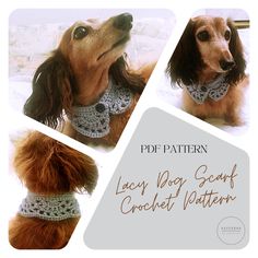 an image of a dog wearing a crochet halter for her collars