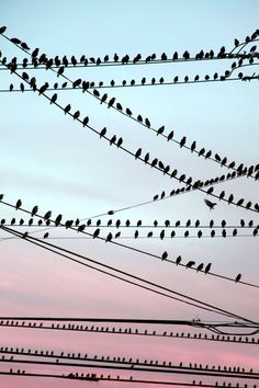 many birds are sitting on power lines in the sky at sunset or dawn, with pink clouds behind them