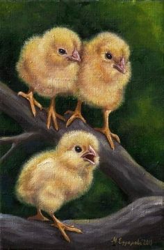 three chicks sitting on top of a tree branch