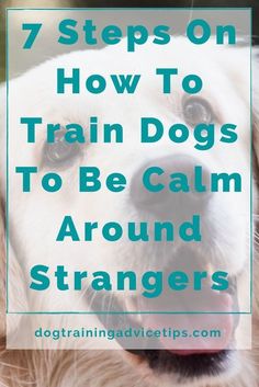 how to train dogs to be calm around strangers How To Train Dogs, Positive Reinforcement Dog Training, Dog Hand Signals, Train Dogs, Easiest Dogs To Train, Dog Behavior Problems, Be Calm