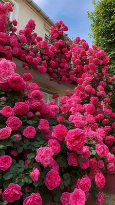 pink flowers growing on the side of a house