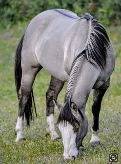 a white and black horse grazing on grass