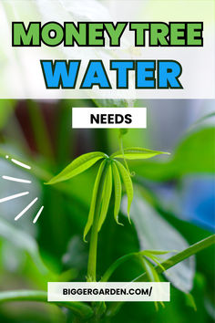 money tree water needs Money Plant Care, Tree Transplanting, Lucky Plant