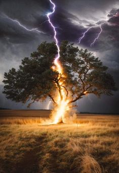 a lightning bolt hitting a tree in the middle of a field